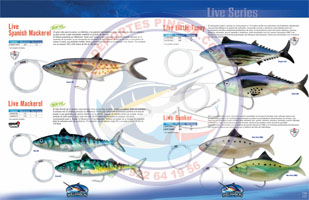 Live Spanish Mackerel - Live Little Tunny - Live Mackerel - Live Bunker 